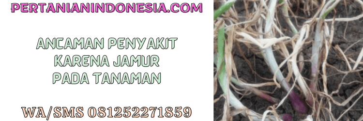 ancaman,penyakit,jamur,pada,tanaman,cendawan,pertanian indonesia